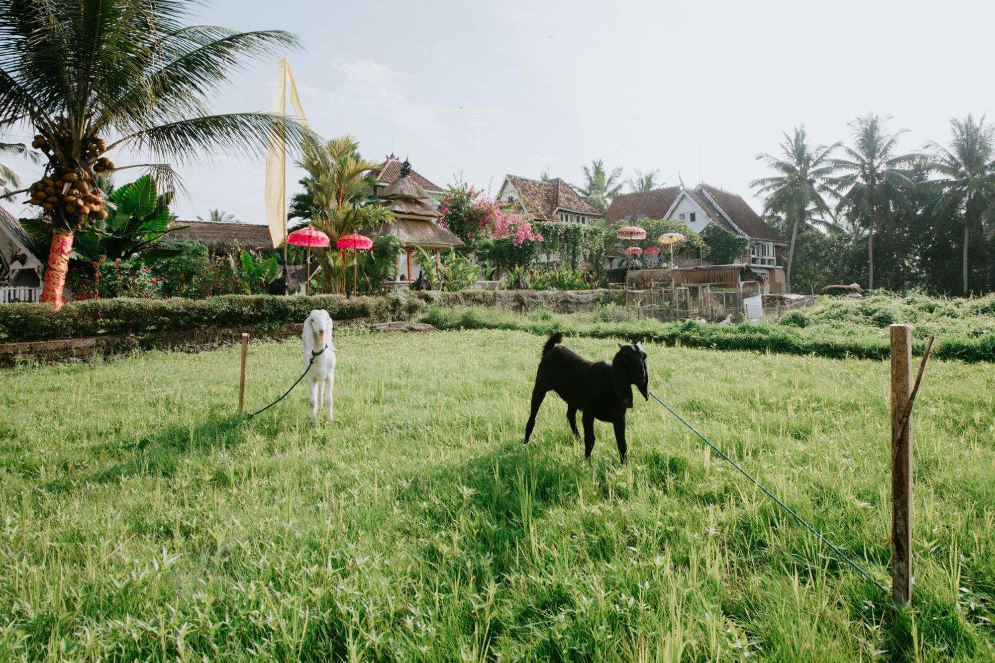 The Rice Joglo Eco-Stay Ubud  Exterior photo